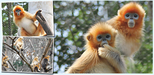 香港海洋公園亞洲動物天地四川珍奇館川金絲猴