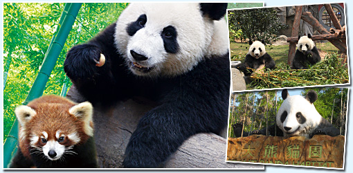 香港海洋公園亞洲動物天地四川珍奇館熊貓
